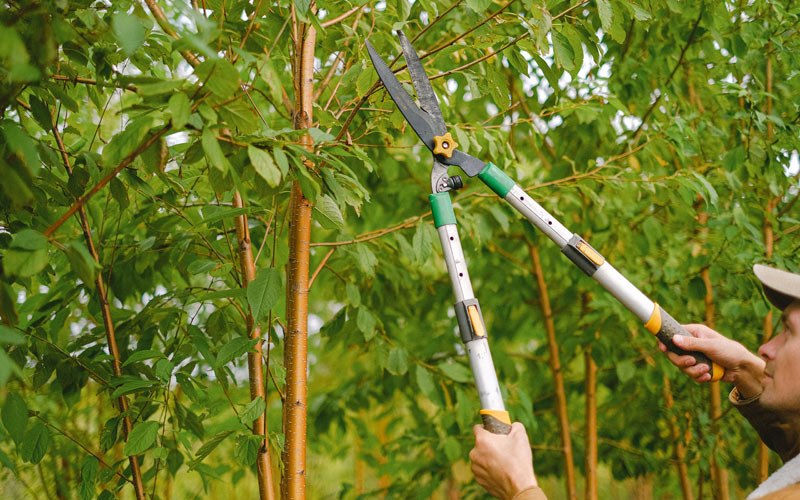 Tree trimming in Willamina, OR